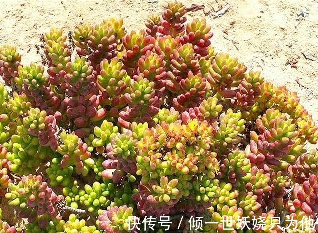夏季多肉植物应该怎么养新手必学的专业术语，不怕多肉不爆盆！