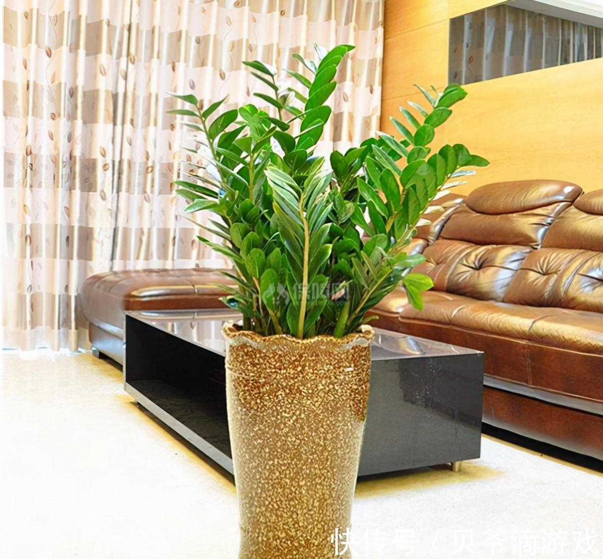 适合客厅养的“6种花”，一个比一个好养，一个比一个好看