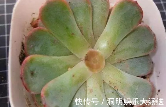 网购多肉要谨慎,两毛钱一棵,叶子掉光了,教你快速拯救多肉