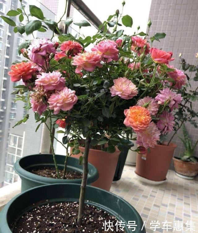 春季养月季,一定要掐芽,开花多10倍,长得枝肥叶壮,爬满阳台!