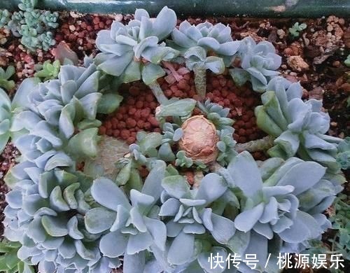 多肉没状态,三动作“虐一虐”,催出缀化感,养成老桩值上万块
