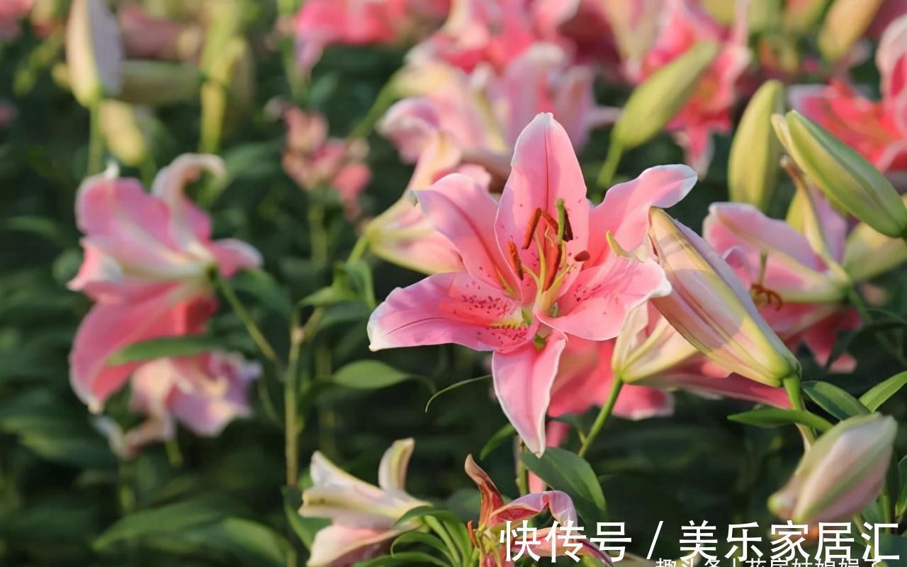 这6种花卉是“一次性的”,虽然不舍,但开完别再浪费时间去养