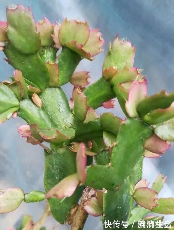 肥料|家里养蟹爪兰，提前准备3种肥料，到了9月开始“贴秋膘”