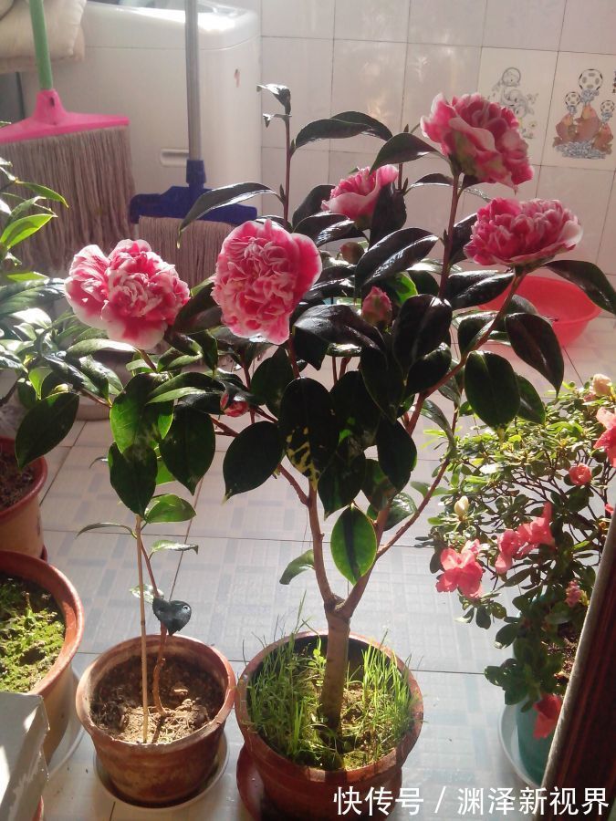 喜欢三角梅，优选“名品”柠檬黄三角梅，金灿灿，开花爆盆成花树