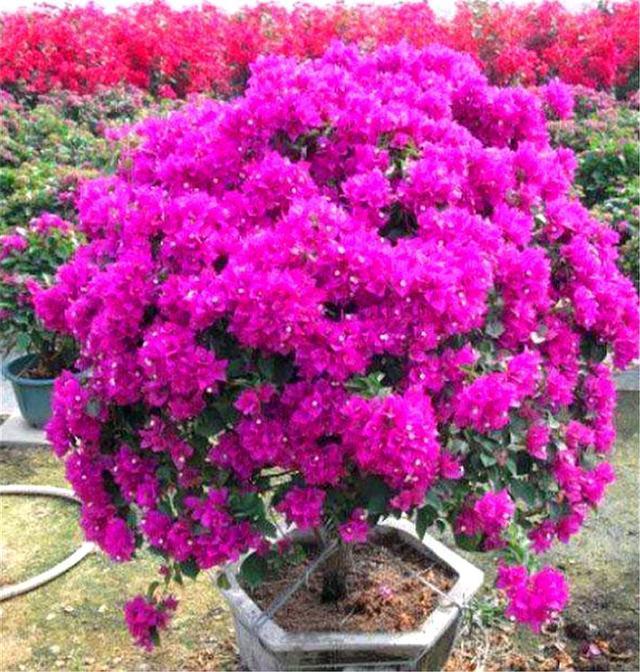 三角梅换盆有诀窍,掌握5要点,不伤根长得快,轻轻松松开爆盆