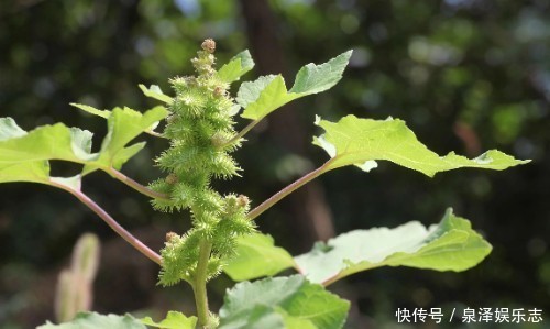这野草,农村常见,价值高疗效广,却被人避之不及,可惜了