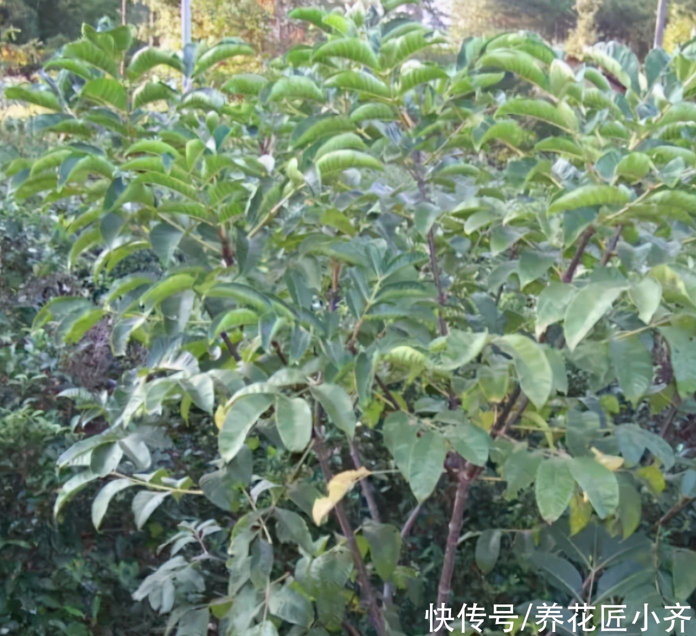 艾草|进入夏季蚊虫变多，养上几盆“驱蚊花”，不仅能观赏，还能驱蚊草