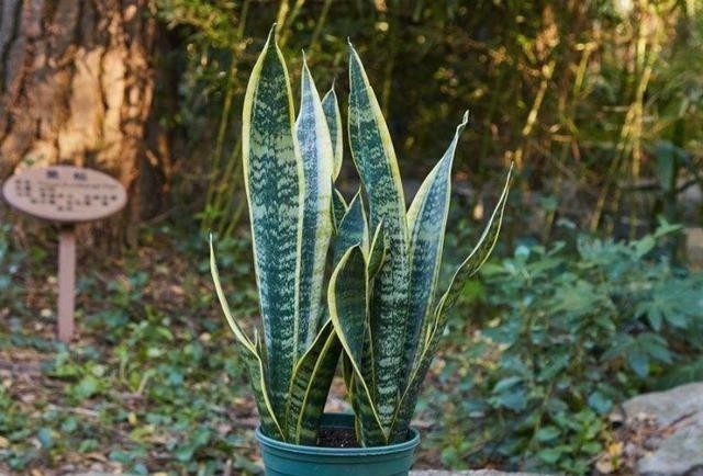 虎皮兰冬天最讨厌“3种水”,浇上就烂根,很容易养不活!