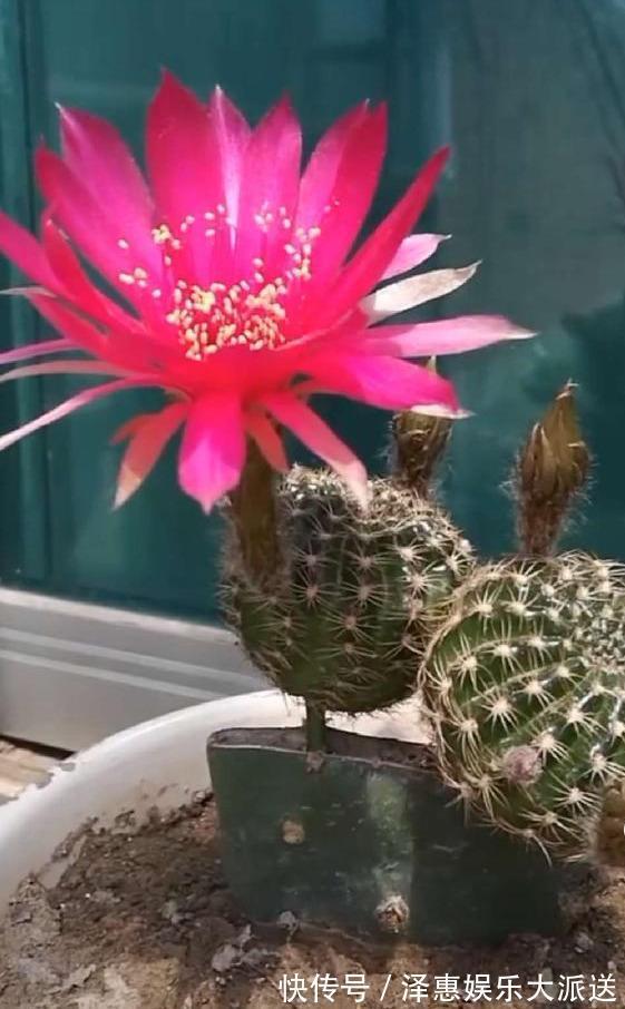 牙签插个洞,仙人球串一串,插到仙人掌上,串串开花挡不住