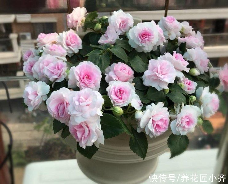 6种漂亮的花，吊着养最合适，能够开成“花球”，太美了