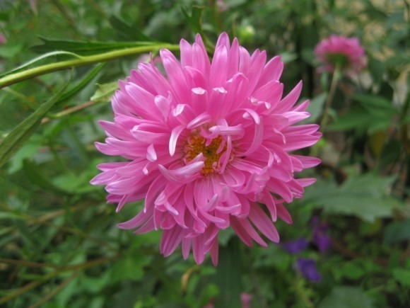 世界上品种最多的植物,没有之一,光路边就有20多种!