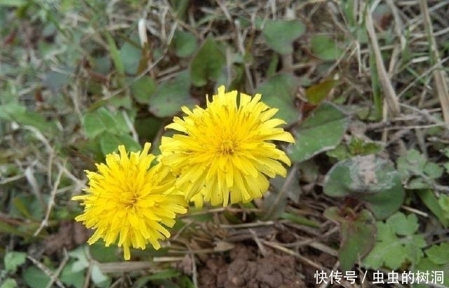 内火旺|农村路边的蒲公英，有3个“不喝”，喝对了胜过吃人参