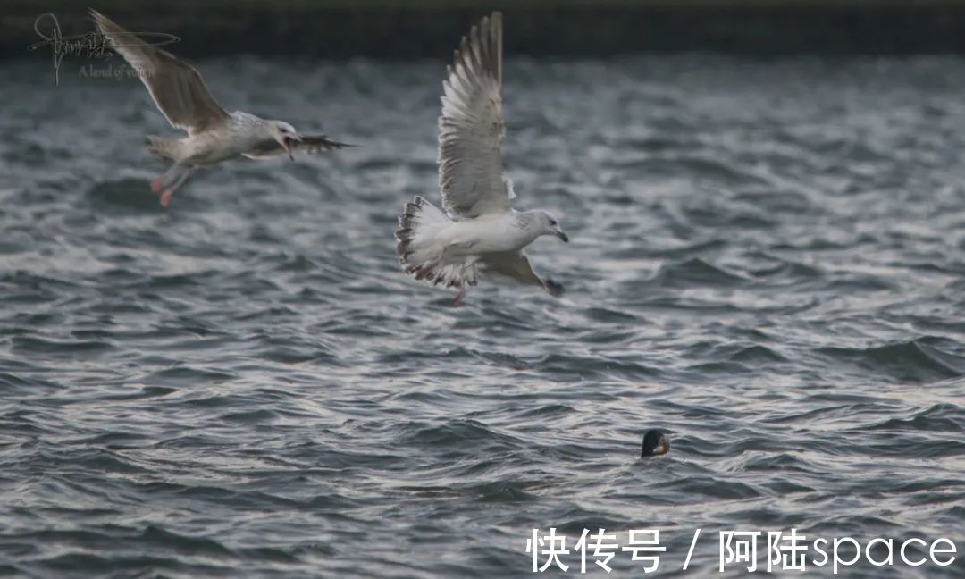 草棚子|西湖银鸥群不知从什么时候起已经消失不见，或许只是换了根据地？