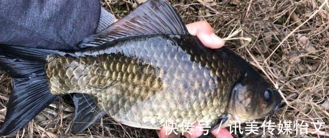 这东西|别看这东西便宜，却是鲫鱼最爱吃的饵料，它就在你身边