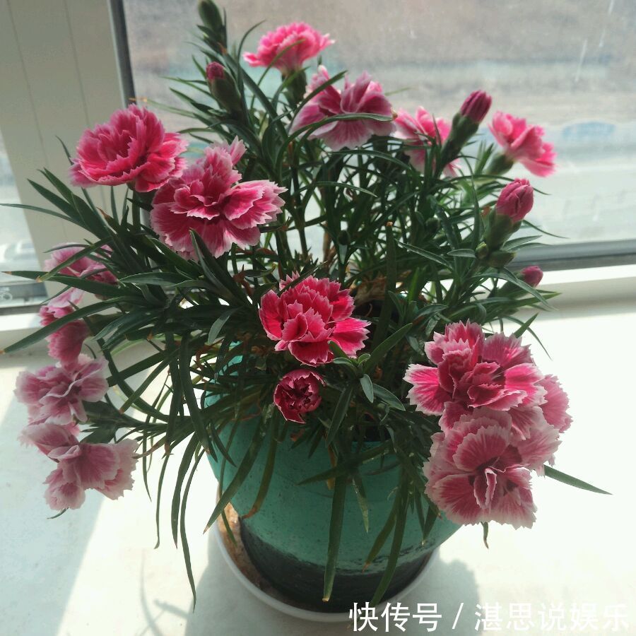 花卉|一种被低估的盆栽,花期超半年,漂亮又芳香,栽培容易,值得入手