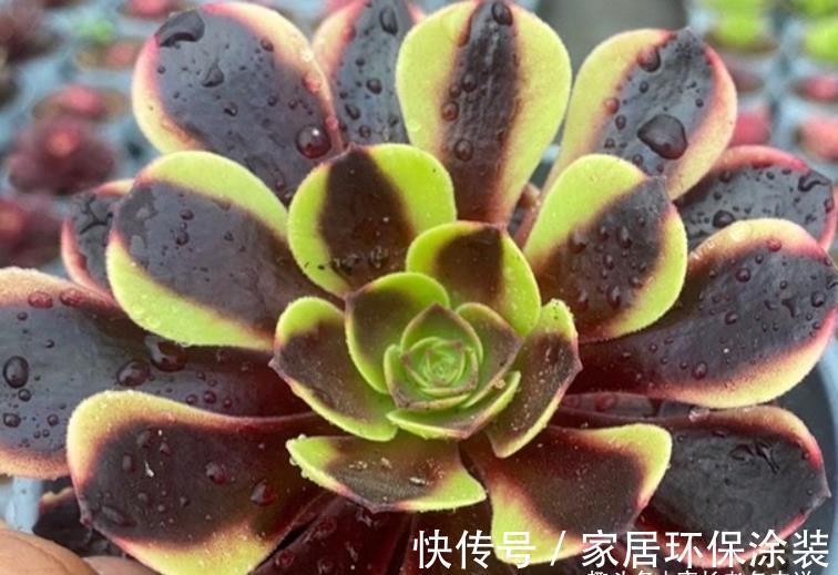 小苗|多肉欧佳丽法师太贵?秋天可以入手小苗,照我的方法养活没啥问题