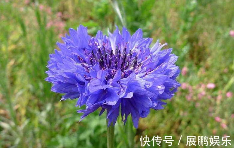 此花细致可爱,清新幽雅,具有极高的观赏价值,象征着遇见的幸福