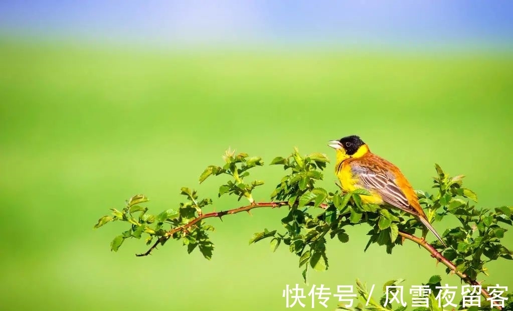 春天里#诗词丨诗词中的春天,总是美的令人心醉