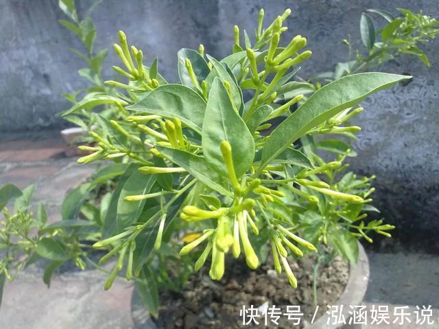 养花|养花老“生病”，巧用2个技能，不怕黄叶烂根，反而长爆盆！