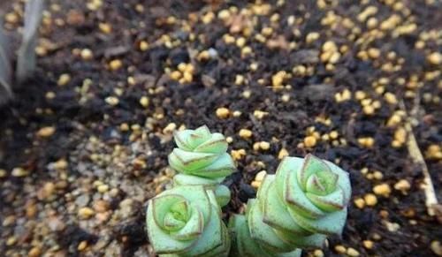 养多肉植物钱串景天，注重4个地方，叶肥芽多，轻松爆盆！