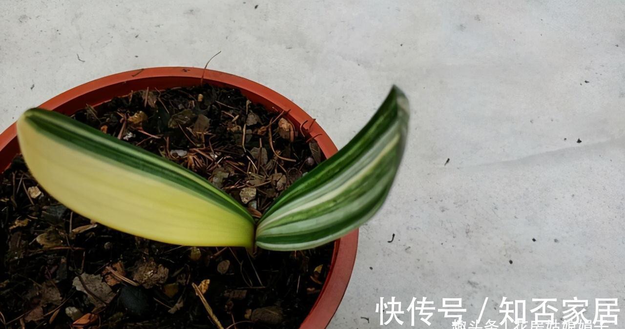 君子兰|君子兰一叶苗的栽培法,详细过程描述,只需要注意这几点就行