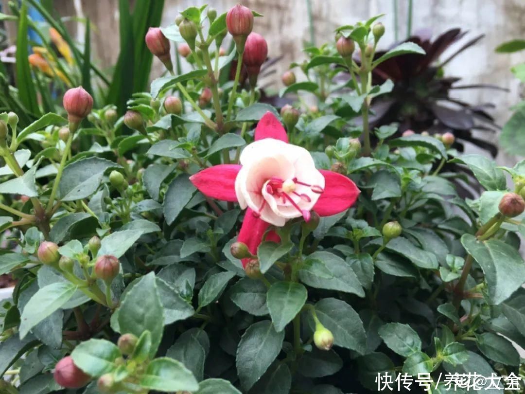 最怕晒的10种花，赶快搬进屋，否则会死掉