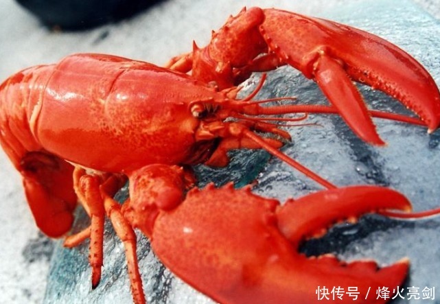 这次|煤炭只是“开胃菜”?澳大利亚又向中国提要求,这次是龙虾