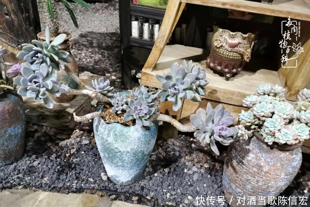 多肉桃花源:别人笑我太疯癫,我笑他人看不穿!