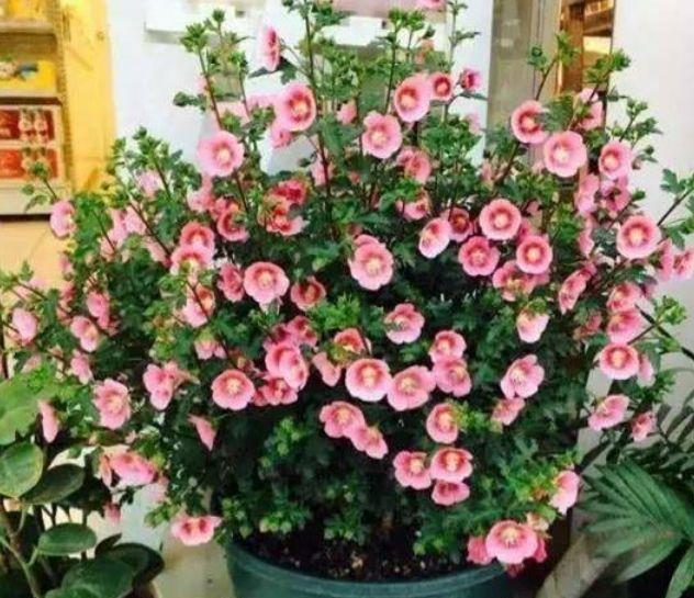 家养4种旺运花,吉祥又喜庆,阵阵花香,花朵大!