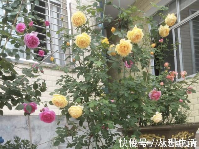月季花|月季有个“生长开关”,将它打开,花朵数量“多1倍”,要学