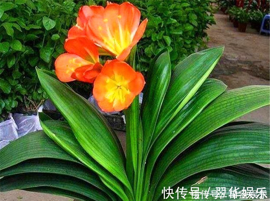 光亮|君子兰有“4怕”,难怪叶子长歪还夹箭,学会了叶片光亮顺利开花
