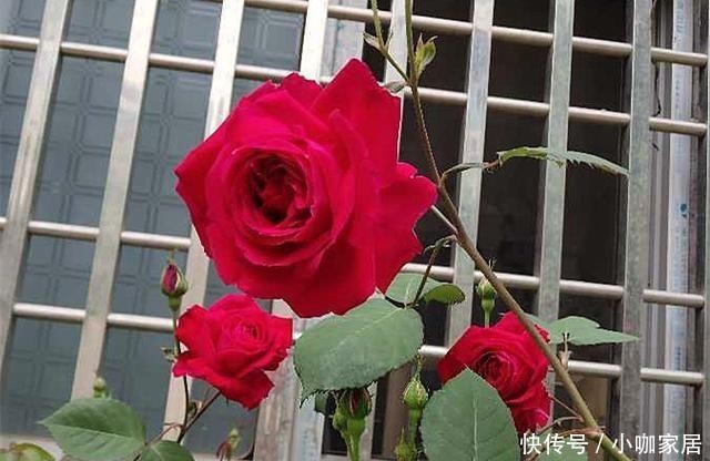 浓郁|几款又香又美的月季花,不仅好看,还好吃