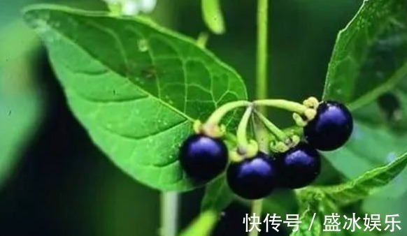 降血压|吃一粒顶8个大苹果，轻松防癌降三高，就连免疫力也增强了