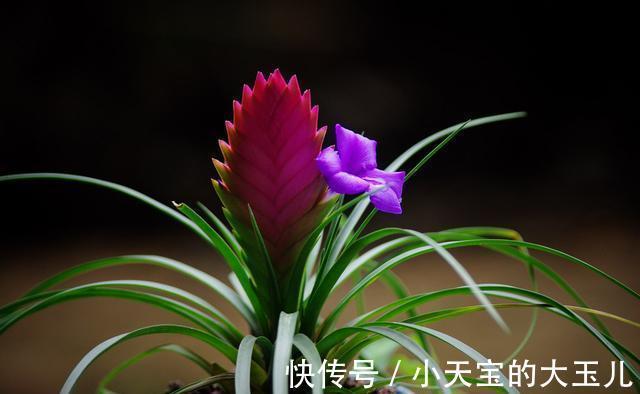 农历九月二十二霜降后，养什么花？以下3种花，财源广进富贵吉祥