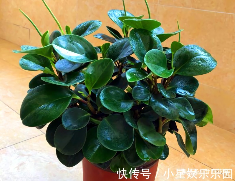 大花球|6种花，长高就“变丑”，株型低矮才“漂亮”，要舍得剪！