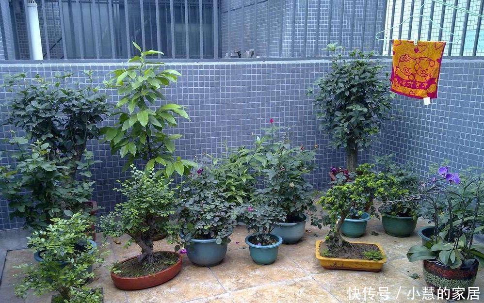 养花|养花没有盆，3个妙招，就能自制出漂亮的花盆，阳台上种了好多花