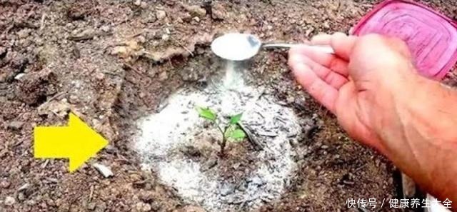 小苏打用来养花的众多用途，促进植物健康生长！