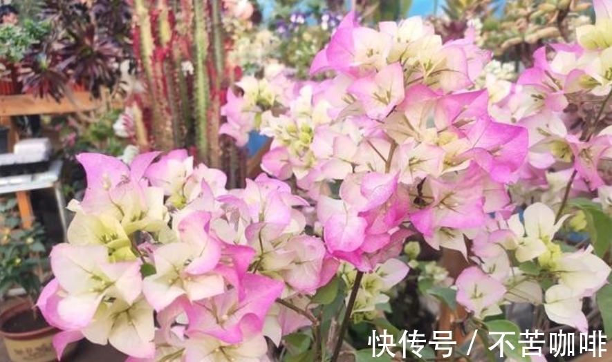 天冷抓紧时间赶制这3样养花肥，正好臭味小，方便来年开春用