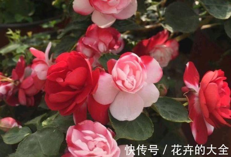 金莲花|农历7月31日开始，居家养这几款植物，花型奇特美丽，绚丽夺目