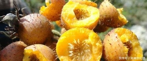 獼猴桃是水果中的維C之王？農村這種滿身刺的野果是它的41倍！