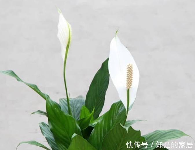  养花|12种净化空气非常棒的室内绿植，养花新手都养不死的植物