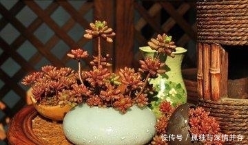 散射处|夏天来了,这些多肉要小心了,不然就死翘翘了!