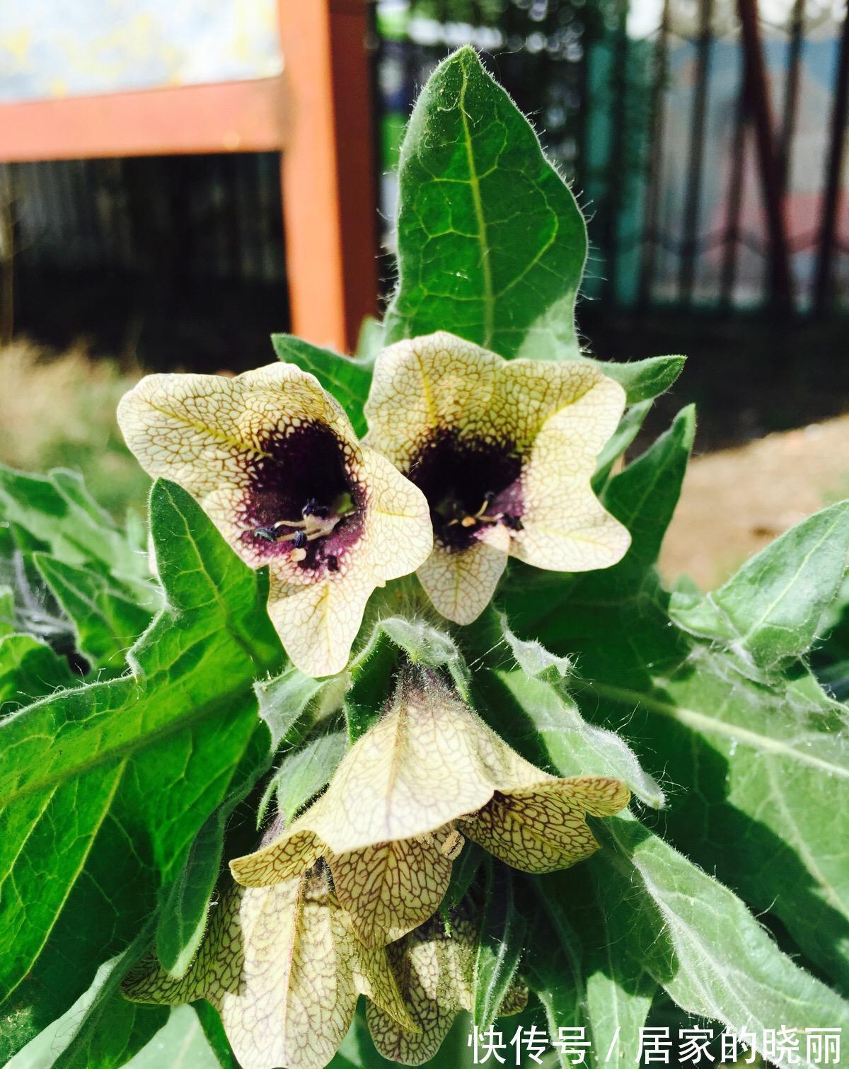 越漂亮的花越“有毒”！快来认识这12种大毒花，涨“知识”不吃亏