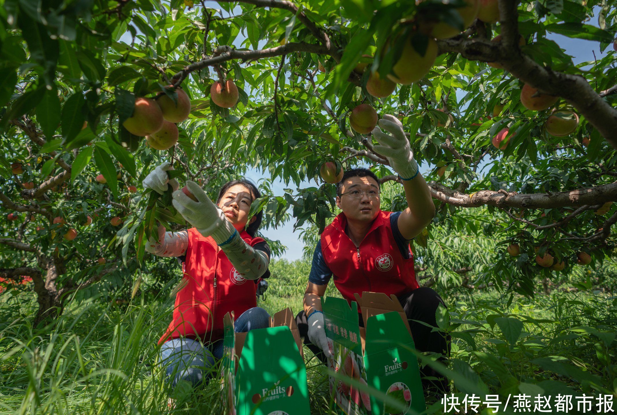 桃园|黄骅：志愿者化身“促销员”助果农卖桃子