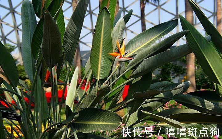 室内想养大盆镇宅花，建议从这10种里面选，听名字就很霸气