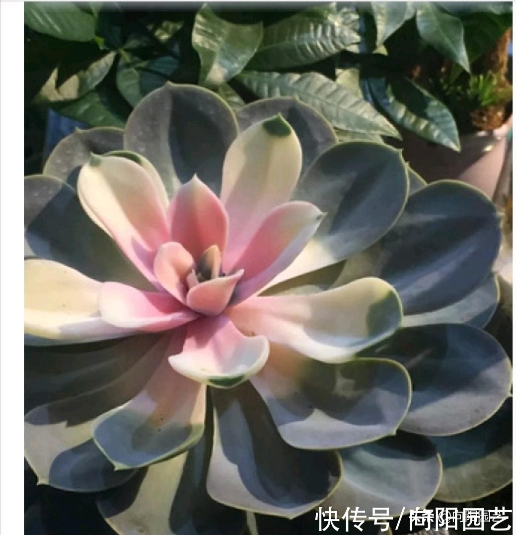 开春买多肉，只买合适的，这几类不要买，别听忽悠小心吃亏