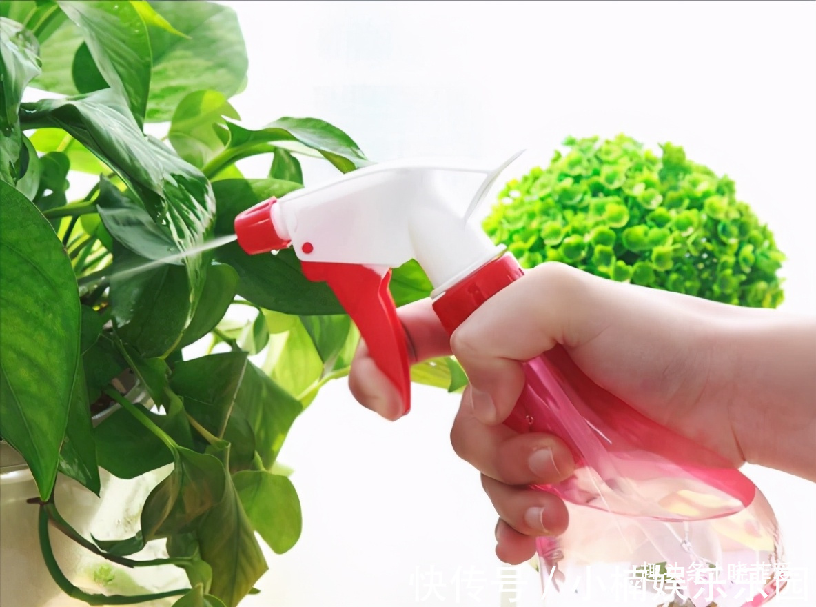 容易被水浇死的“14种花”，手太勤反而养不活