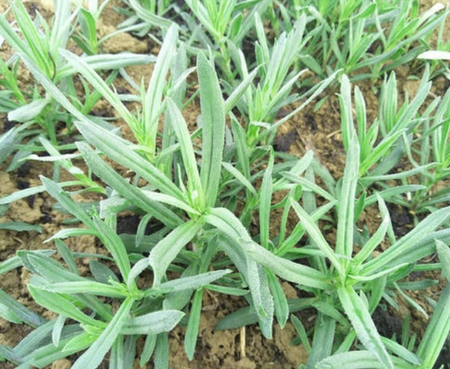 植物纤维|藏在身边的“天然止咳菜”,润肺止咳,便秘好了,咳嗽也好了