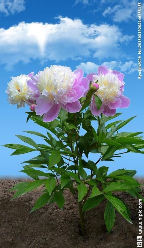 芍药应种在院子哪个位置？