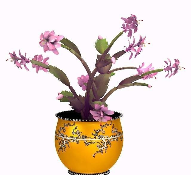 蟹爪兰花败后，做好5步处理法，没准还能再开一波！